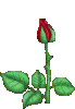 blume_05.gif