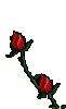 rose1.gif