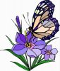 schmetterling.jpg