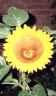 sonnenblume 1, fÃ¼r web gespeichert.jpg