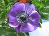 anemone-bl13.jpg