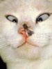 katze.jpg