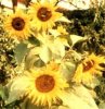 sonnenblumengruppe, fÃ¼r web gespeichert.jpg