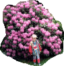 andrÃ© mit rhododendron.gif