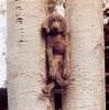 hund_im_baum.jpg