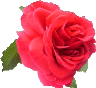 web. rose.gif