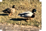 enten von liebelein.gif