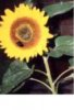 ausschnitt2 sonnenblume mit biene.jpg