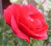 web.rose mit regentropfen.jpg