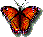 btfly.gif