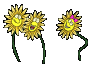 sunflower3.gif