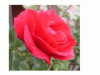web. rose mit regentropfen, mittelgroÃŸ.gif