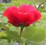 web.rose nach dem regen.jpg