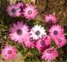 web.sommerblumen.jpg