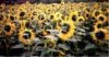 web. sonnenblumenfeld.jpg