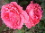 rosa rosenpaar, web.jpg