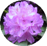 web.rhodendron, ausschnitt 1.gif