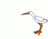 storch1.gif