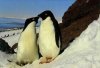 pinguine auch beim schmusen.jpg
