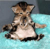 katzmaus.gif