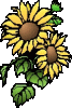 sonnenblume.gif