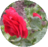web. runder rosenausschnitt.gif