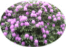 web. rhododendron, oval.gif