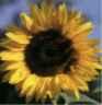 sonnenblume aus dem katalog.jpg