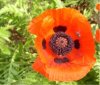 web. mohnblume mit biene, groÃŸ.jpg