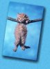 katze am ast.jpg
