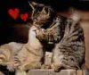 katze07_thumb.jpg