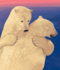 bÃ¤ren-eisbÃ¤ren knuddeln.gif