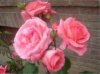 web. rosa rosen, mittelgroÃŸ.jpg