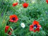 mohn.jpg