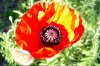 1mohn.jpg