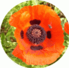 web. mohnblume mit biene.gif