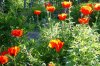 mohn1.jpg