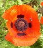 web.mohnblume mit biene, groÃŸ.jpg