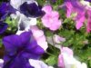 web. monstis balkon-blumen.jpg
