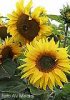sonnenblume-klein.jpg