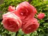 web. rosengruppe, rosa.jpg