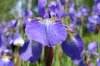 iris1.jpg