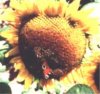 web. sonnenblume mit schmetterling, mittelgro0ÃŸ.jpg