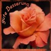 rose zur guten besserung.jpg