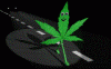 gif_0280.gif