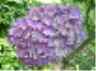 web. hortensie, blau, klein.jpg