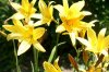 lilien1.jpg