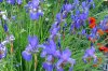 iris01.jpg