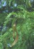 gleditsia_triacanthos_ja2.jpg