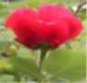 web. aufrechte rose.jpg
